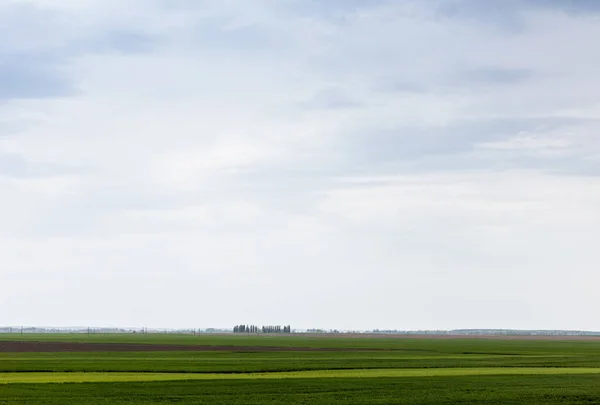 Cielo nuvoloso vicino erba verde sul campo — Foto stock