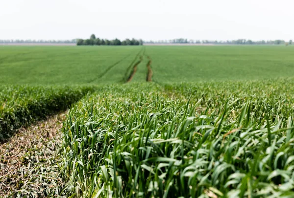 Selective focus of sunshine on fresh grass near path in field — Stock Photo