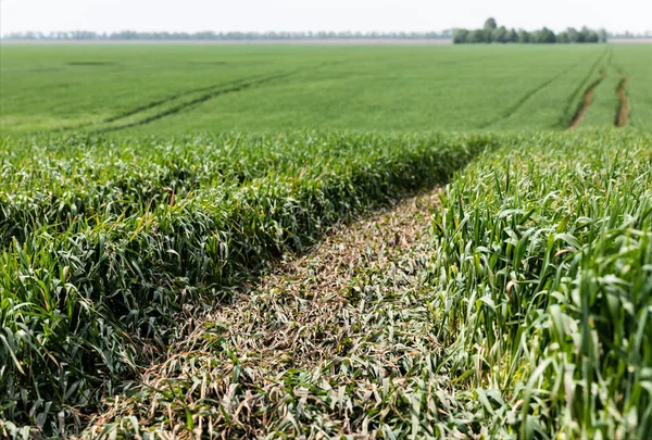 Selective focus of sunlight on fresh grass near path in summer field — Stock Photo