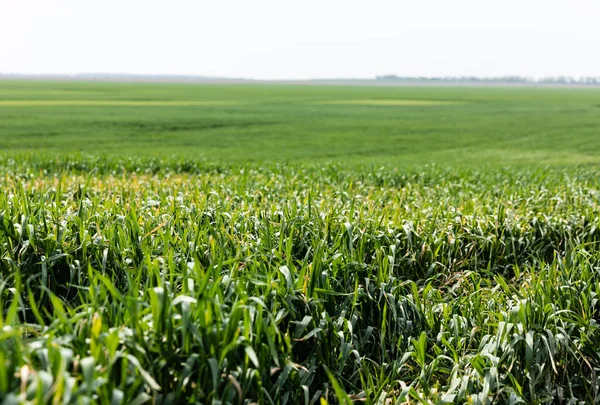 Selektiver Fokus der Sonne auf frisches Gras im Sommerfeld — Stockfoto