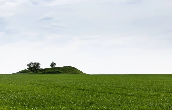 Arbres verts sur la colline près de l'herbe fraîche en été — Photo de stock