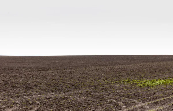 Травянистая земля рядом с землей против серого неба — стоковое фото