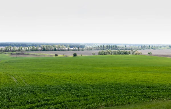 Arbres et buissons près d'un champ herbeux contre le ciel — Photo de stock