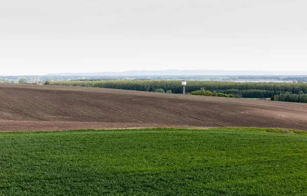 Trees and plants near grassy field against sky — Stock Photo