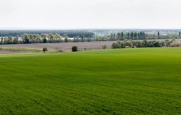 Champ herbeux frais et vert près des arbres et des buissons — Photo de stock