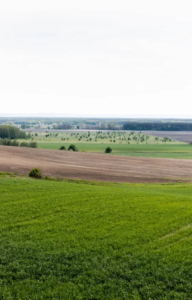 Champ herbeux frais près des arbres verts, la terre et les buissons — Photo de stock