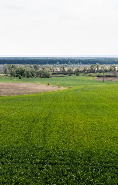 Champ herbeux près des arbres verts et des buissons contre le ciel — Photo de stock