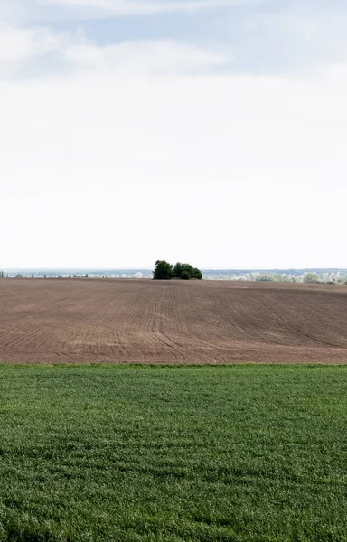Травянистое поле рядом с землей и зеленые деревья против неба — стоковое фото