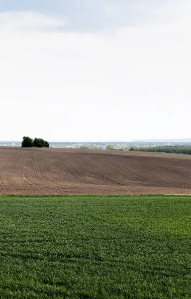 Grassy field near ground and green trees against cloudy sky — Stock Photo