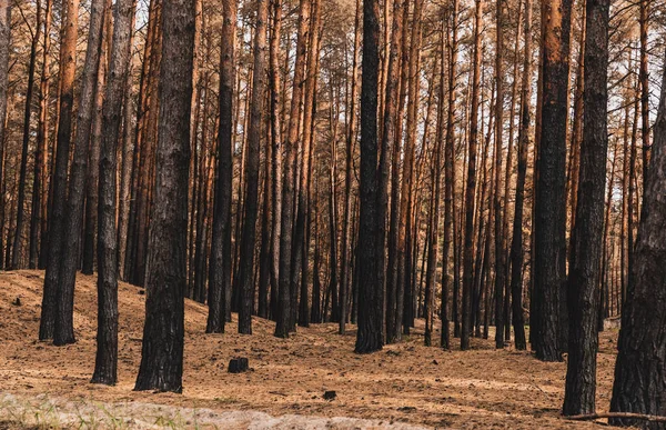 Сонячне світло на стовбурах дерев у літньому лісі — стокове фото