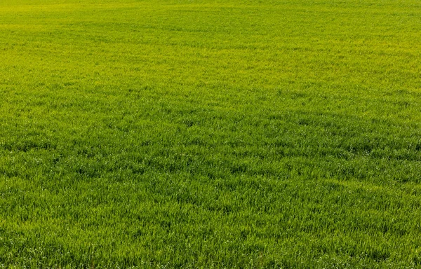 Pelouse fraîche et verte avec herbe en été — Photo de stock