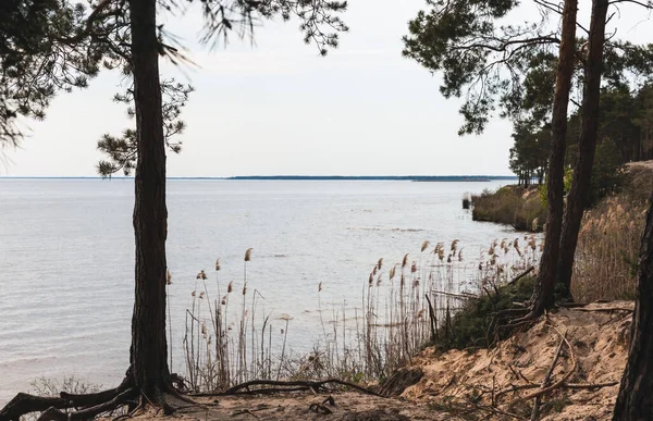 Árvores verdes perto de juncos e lago tranquilo — Fotografia de Stock