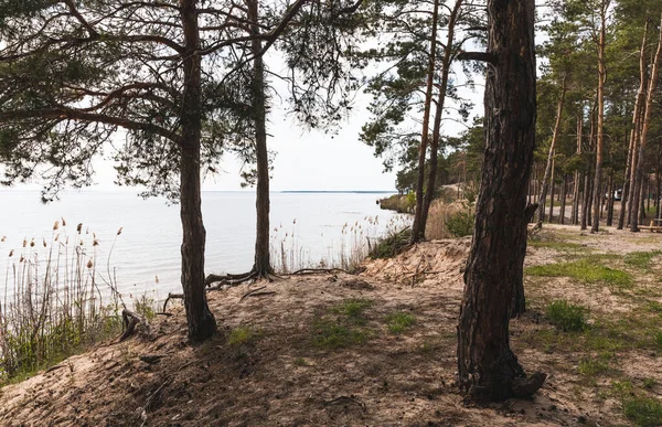 Árvores perto de grama verde e lago tranquilo — Fotografia de Stock