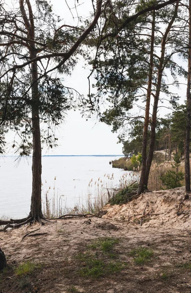 Grüne Bäume in der Nähe von Schilf und ruhigem See — Stockfoto