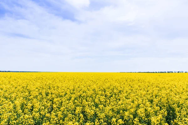 Жовті і квітучі дикі квіти проти неба з хмарами влітку — стокове фото