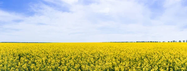 Panoramic concept of yellow and blooming wildflowers against sky with clouds — Stock Photo