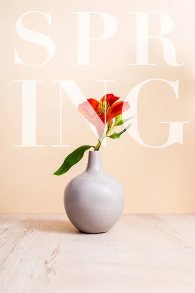 Vermelho Alstroemeria em vaso na superfície de madeira perto de letras primavera em bege — Fotografia de Stock