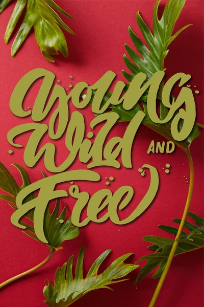 Top view of tropical green leaves on red background with young, wild and free illustration — Stock Photo