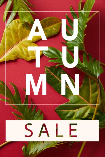 Top view of tropical green leaves on red background with autumn sale illustration — Stock Photo