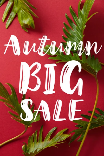 Top view of tropical green leaves on red background with big autumn sale illustration — Stock Photo