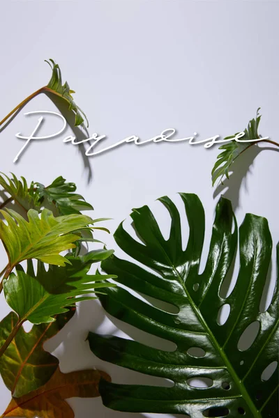 Feuilles vertes tropicales fraîches sur fond blanc avec illustration paradis — Photo de stock