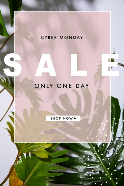 Fresh tropical green leaves on white background with cyber monday sale illustration — Stock Photo