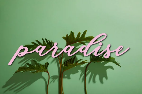 Foglie verdi tropicali fresche su sfondo verde con illustrazione paradiso — Foto stock