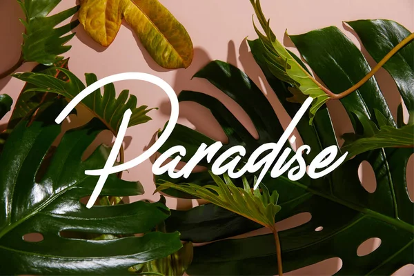 Foglie verdi tropicali fresche su sfondo rosa con illustrazione paradiso — Foto stock