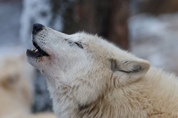 白いオオカミの遠吠え ハドソン湾のオオカミ Canis Lupus Hudsonicus は北極のオオカミに似た白い色の中型プレデターです 冬には チェコ共和国 — ストック写真