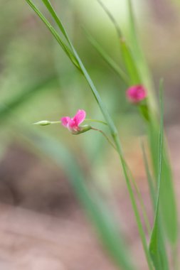Pembe çiçekler üzerinde bulanık yeşil arka plana sahip yaz çayır çimen vetchling (Lathyrus nissolia). Yaz, Çek Cumhuriyeti, Northern Bohemia'deki /.
