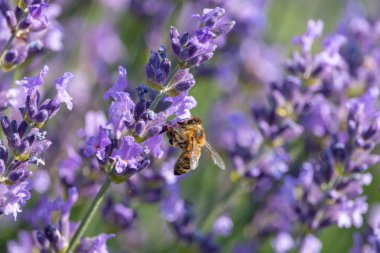 Bal arısı mor lavanta çiçekleri nektar toplar. Yaz, Çek Cumhuriyeti.