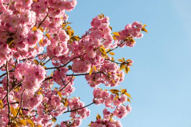 Pembe sakura çiçeklerle zemin üzerine mavi gökyüzü temizleyin. Prunus serrulata veya Japon kiraz, olarak da bilinir hill kiraz, oryantal kiraz veya Doğu Asya kiraz. Bahar, Çek Cumhuriyeti, Prag.