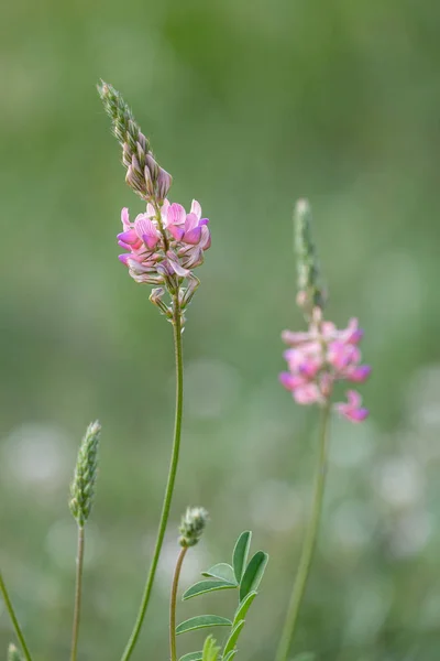 Δύο Λουλούδια Ροζ Esparcet Onobrychis Viciifolia Άνθηση Τριφύλλια Άγιο Τριφύλλι — Φωτογραφία Αρχείου