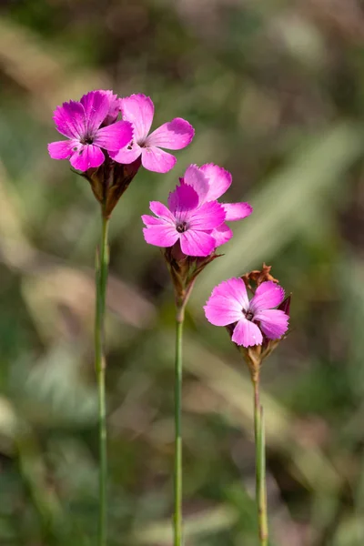 Three pink carnation flowers with parallel stalks. Carthusian Pink or Charterhouse Pink (Dianthus carthusianorum) with blurred green background. Magenta colored wild flowers on summer meadow.