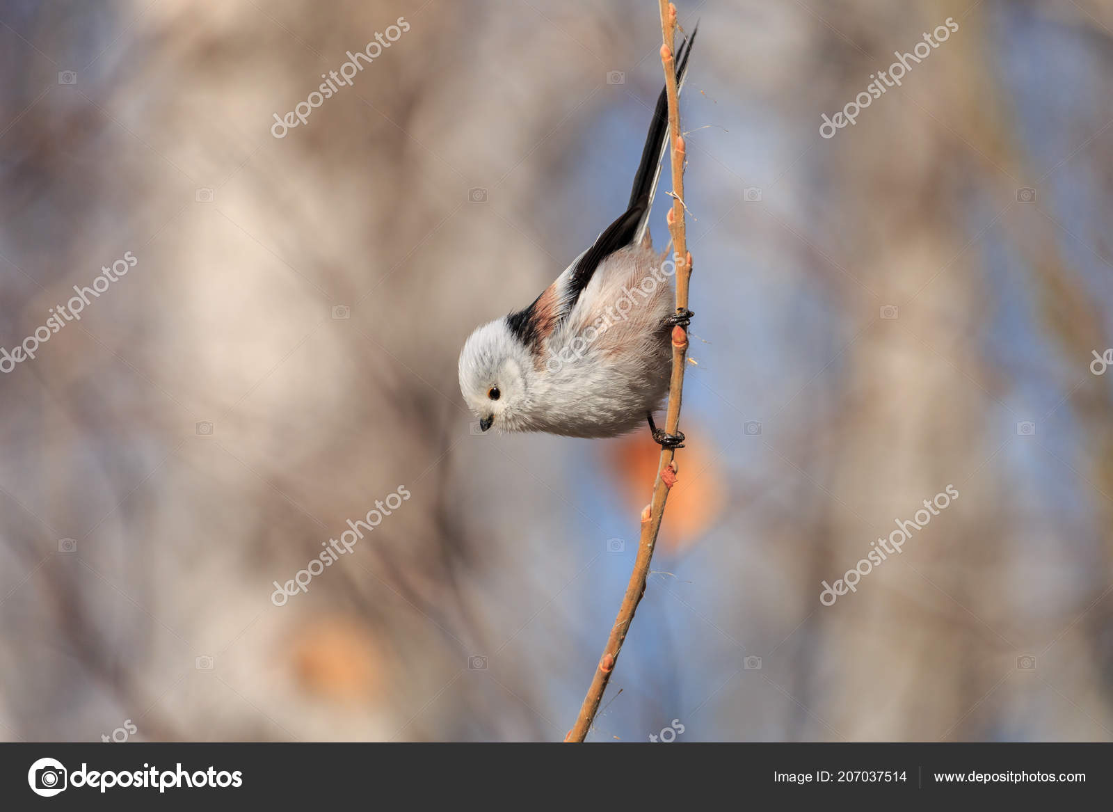 Mésange Longue Queue Sange Buissonniã Aegithalos Caudatus