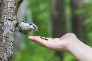 El Ayçekirdeği bayağı sıvacı kuşu (Sitta europaea) besleme. Küçük gri kuş bir yeşil bir ağaç gövdesi üzerinde oturan siyah sahiptirler ile arka plan bulanık.