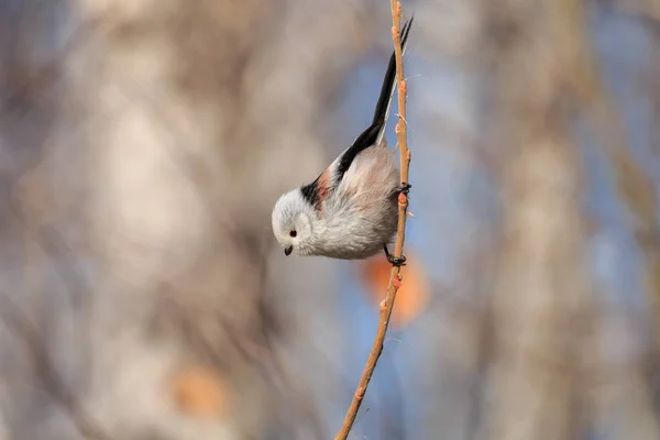 Long Tailed Tit Bushtit Aegithalos Caudatus Perching Branch Upside Tiny — Stock Photo, Image