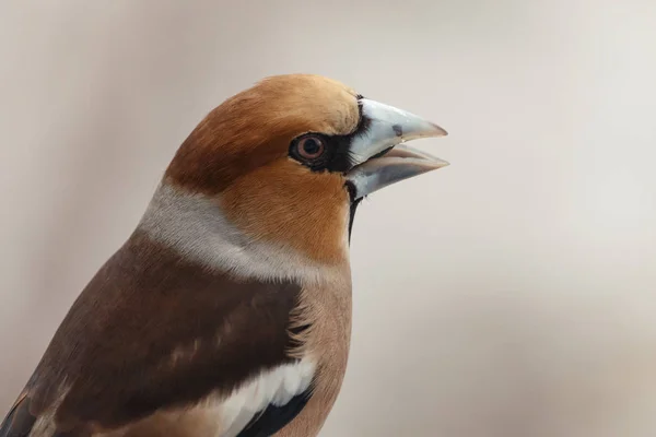 Närbild Porträtt Manliga Hawfinch Med Ljus Suddig Bakgrund Brun Fågel — Stockfoto