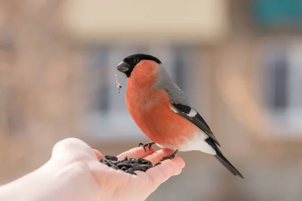 Hand Voeding Mannelijke Goudvink Rode Vogel Met Zonnebloempitten Snavel Zitten — Stockfoto