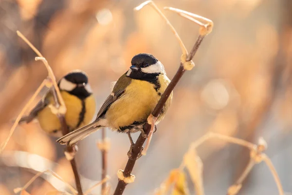 細い小枝にとまる 羽の鳥 かわいいシジュウカラやとさかの背景にぼやけて黄色の葉 — ストック写真