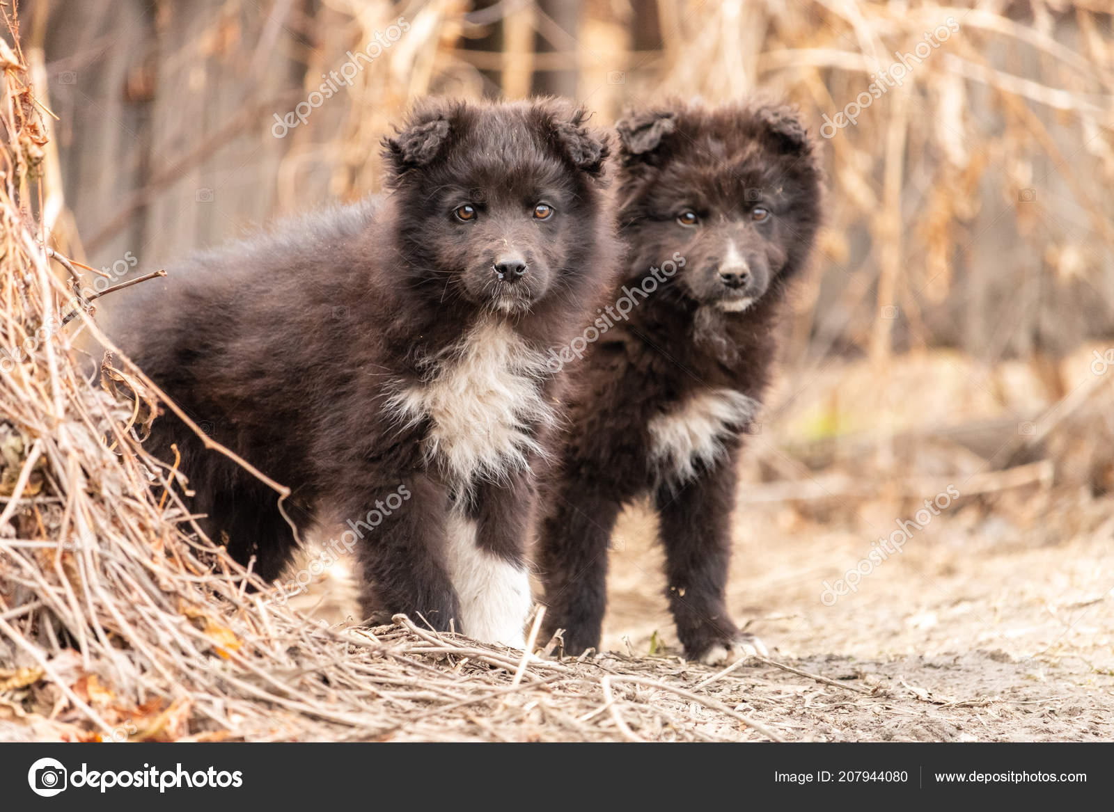 Due Cuccioli Svegli Piedi Vicino Vicenda Piccoli Cani Pelosi Neri