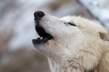 Close-up portrait of howling white wolf. Hudson Bay wolf (Canis lupus hudsonicus) is white colored predator similar to Arctic wolf. Winter, Czech Republic. clipart