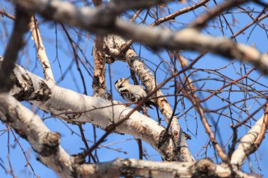 Daha az benekli ağaçkakan (Dryobates küçük) huş ağacı dalları arasında. Erkek ağaçkakan ağacıyla tıraşlama arka plan mavi gökyüzünde temizleyin.
