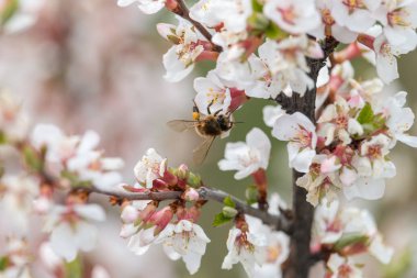 Bal arısı çiçek açan kayısı nektar toplar. Arka plan bulanık üzerinde küçük yeşil yaprakları ile beyaz bahar çiçekleri.