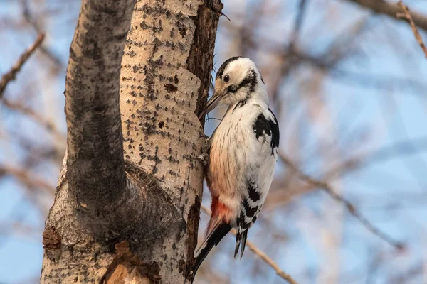 White Backed Woodpecker Dendrocopos Leucotos Female Aspen Trunk Blurred Branches — Stock Photo, Image