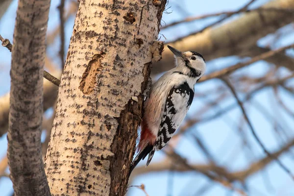 White Backed Woodpecker Dendrocopos Leucotos Female Aspen Trunk Blurred Branches — Stock Photo, Image