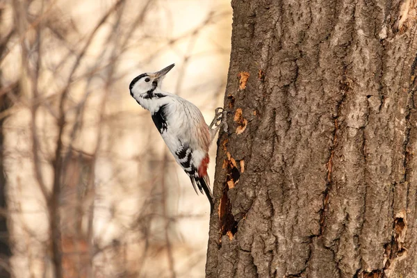 White Backed Woodpecker Dendrocopos Leucotos Female Tree Trunk Perforated Bark — Stock Photo, Image