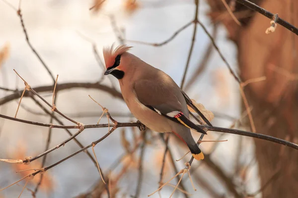 Bohemiska Sidensvansar Bombycilla Garrulus Sittande Kvist Vacker Fågel Med Huvudet — Stockfoto