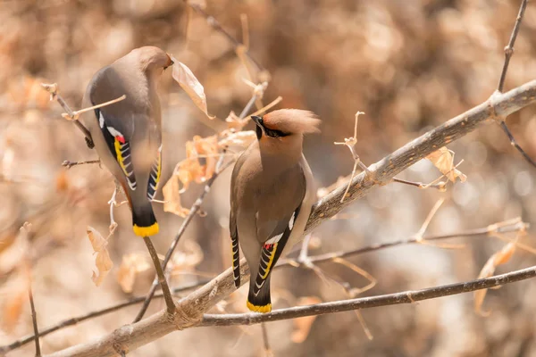 Two Bohemian Waxwings Bombycilla Garrulus Ash Beautiful Birds Head Crest — Stock Photo, Image