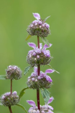 Phlomis (Phlomoides) tuberosa çiçekler açık yeşil arka plan üzerinde. Mimari gözlemleyebileceğiniz leylak-pembe çiçek ve buruşuk tüylü yaprakları ile koyu kırmızı kaynaklanıyor.